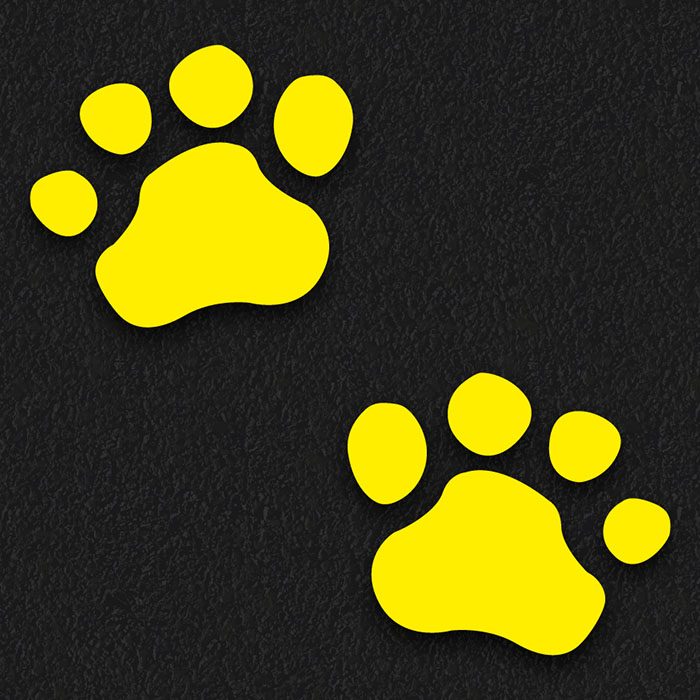Bear Prints